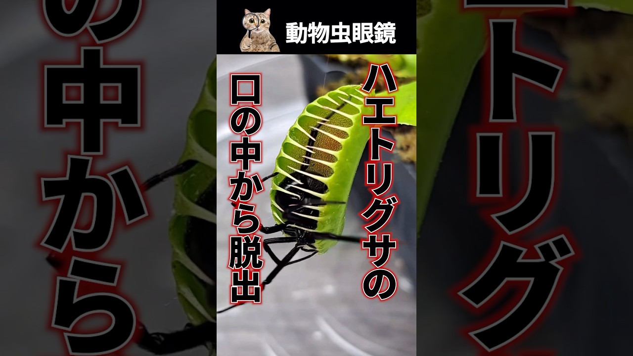 ハエトリグサに閉じ込められた動物は脱出できる？