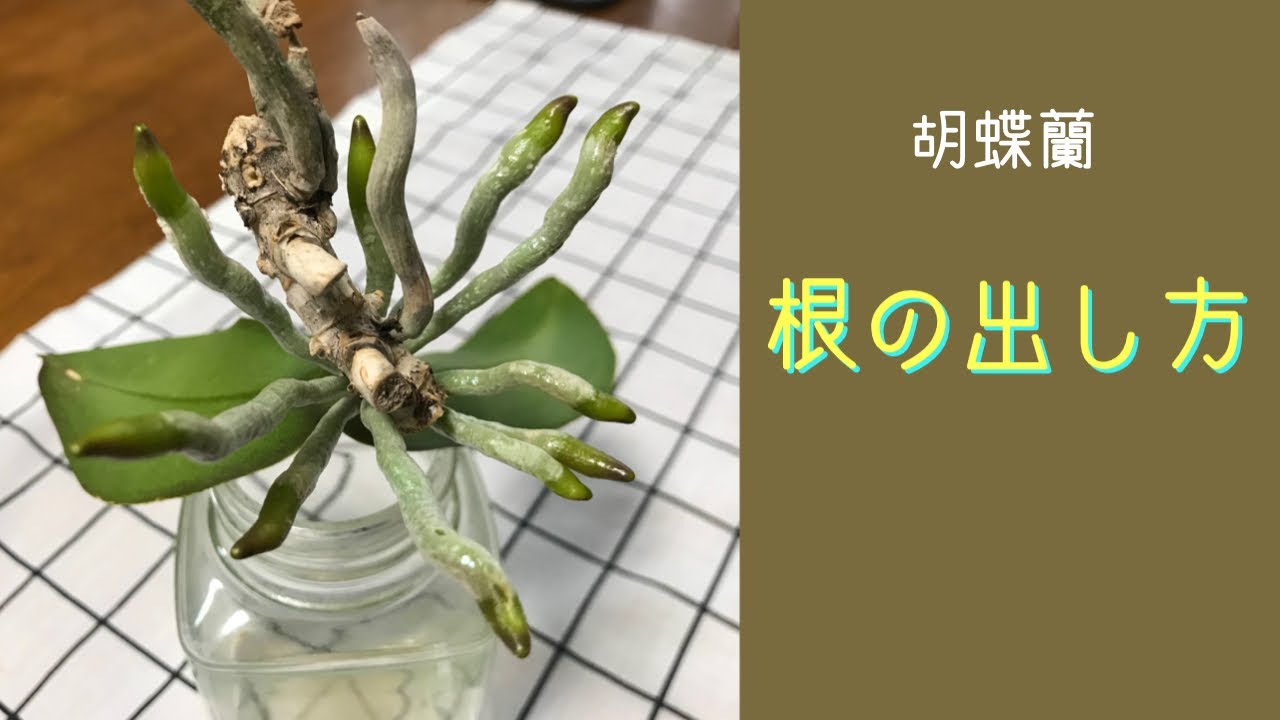 10月 【根が出にくい胡蝶蘭】読者さんのコメントから　空中栽培　水栽培　ペットボトルで空中栽培　根と花芽（葉）の出る場所