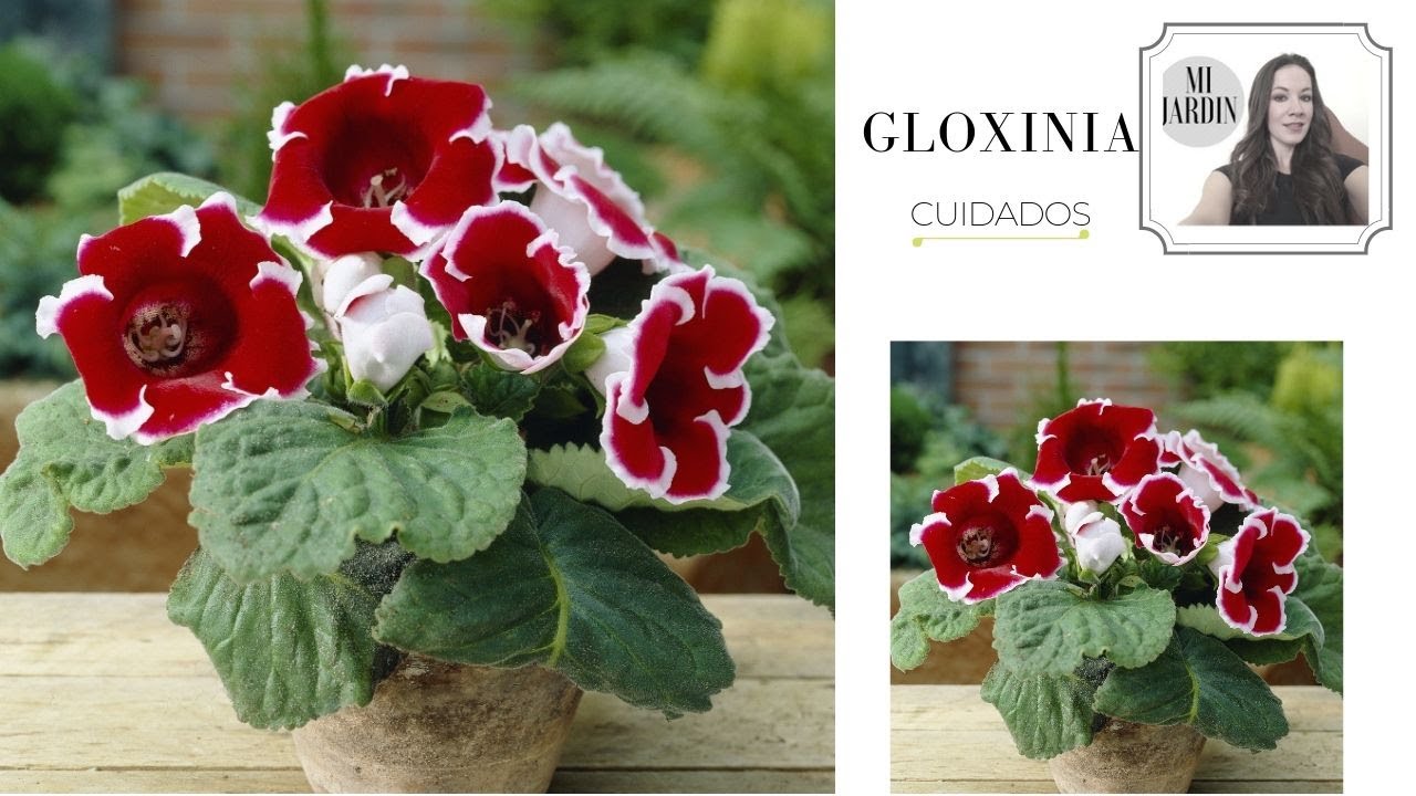 GLOXINIA ,SINNINGIA SPECIOSA