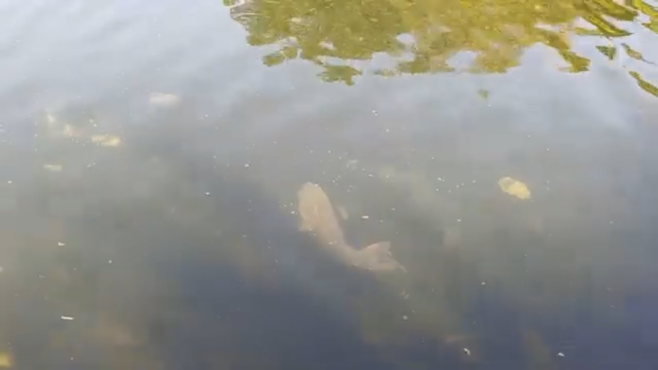 WALKING DOWN THE ENTIRE REGENT'S CANAL, LONDON | Part 1