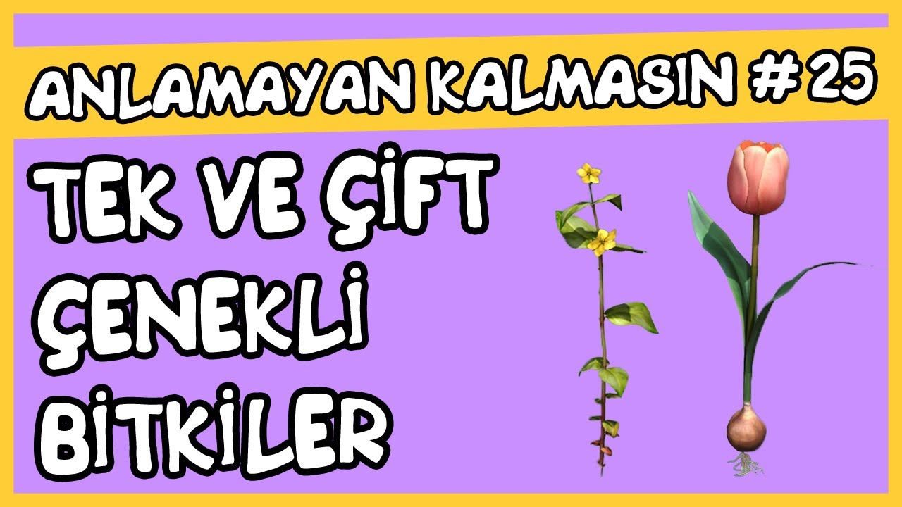 Anlamayan Kalmasın #25 Tek Çenekli ve Çift Çenekli Bitkiler