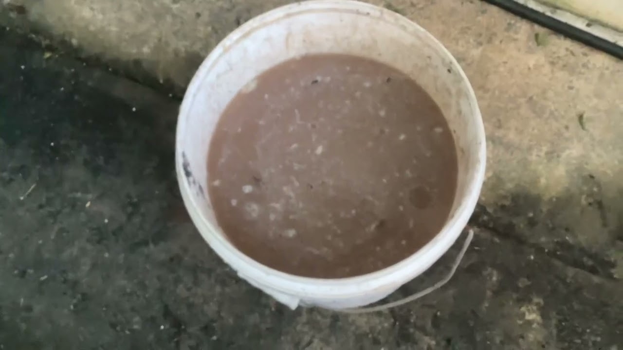 Making fish hydrolysate for the first time￼ (fermented fish fertiliser)