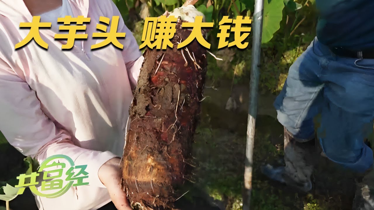 靠着“水旱轮作”，他种出了能卖高价的大个芋头，而且每亩地还能收获其它农作物！模仿他的农户都赚到了钱！|「共富经」20231214