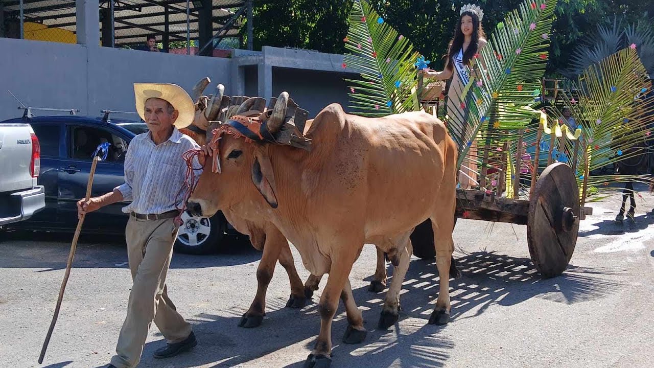 Don Manuel Chavarría tiene su carreta con bueyes🐂🐂 algo que ya poco seve en El Salvador 🇸🇻
