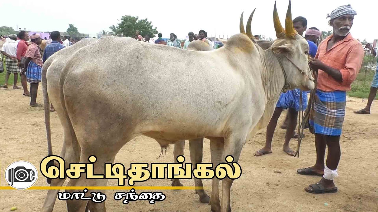 Chettithangal mattu santhai | செட்டிதாங்கல் மாட்டு சந்தை