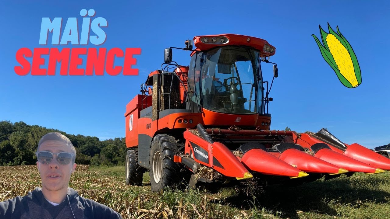 récolte du Maïs semence 🌽🌽