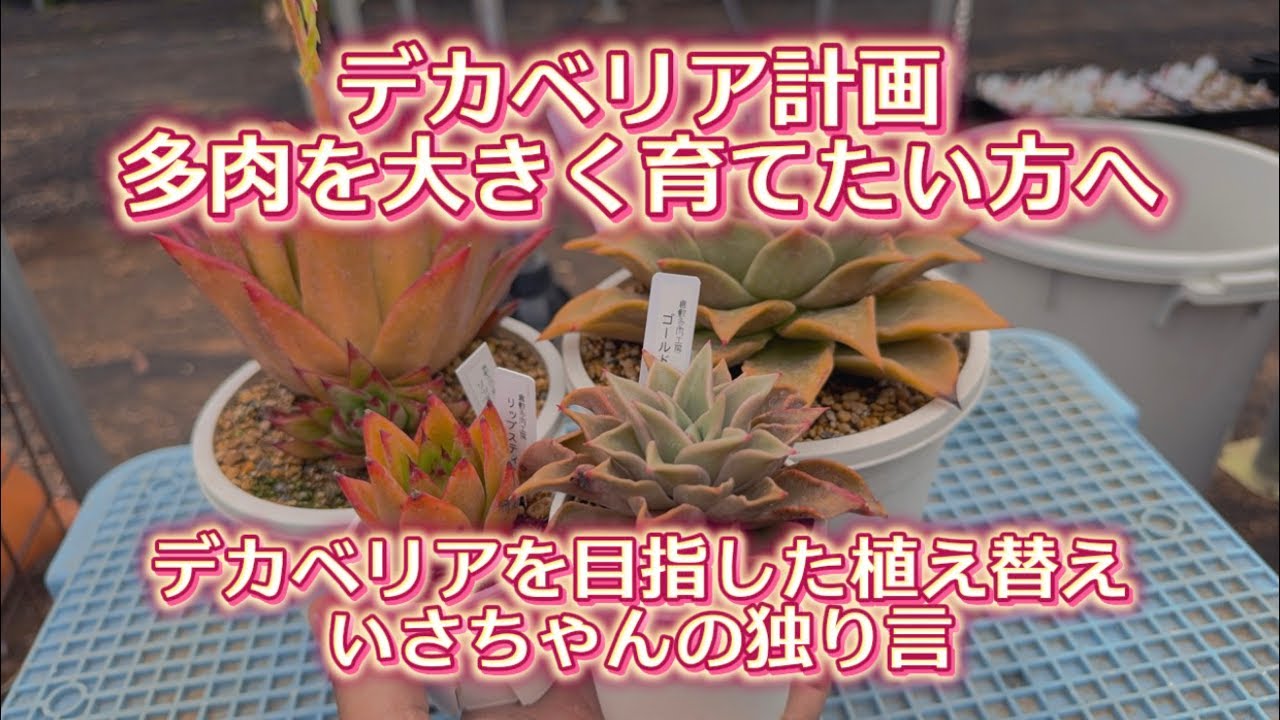 【デカベリア計画】デカベリアを目指した植え替えをしながら【いさちゃんの独り言】