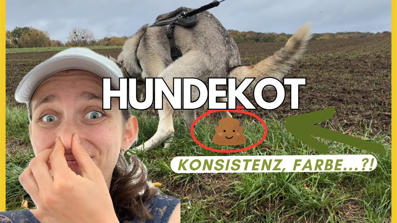 💩 Hundekot richtig deuten I Was Hundekot über die Gesundheit verrät! 🐕