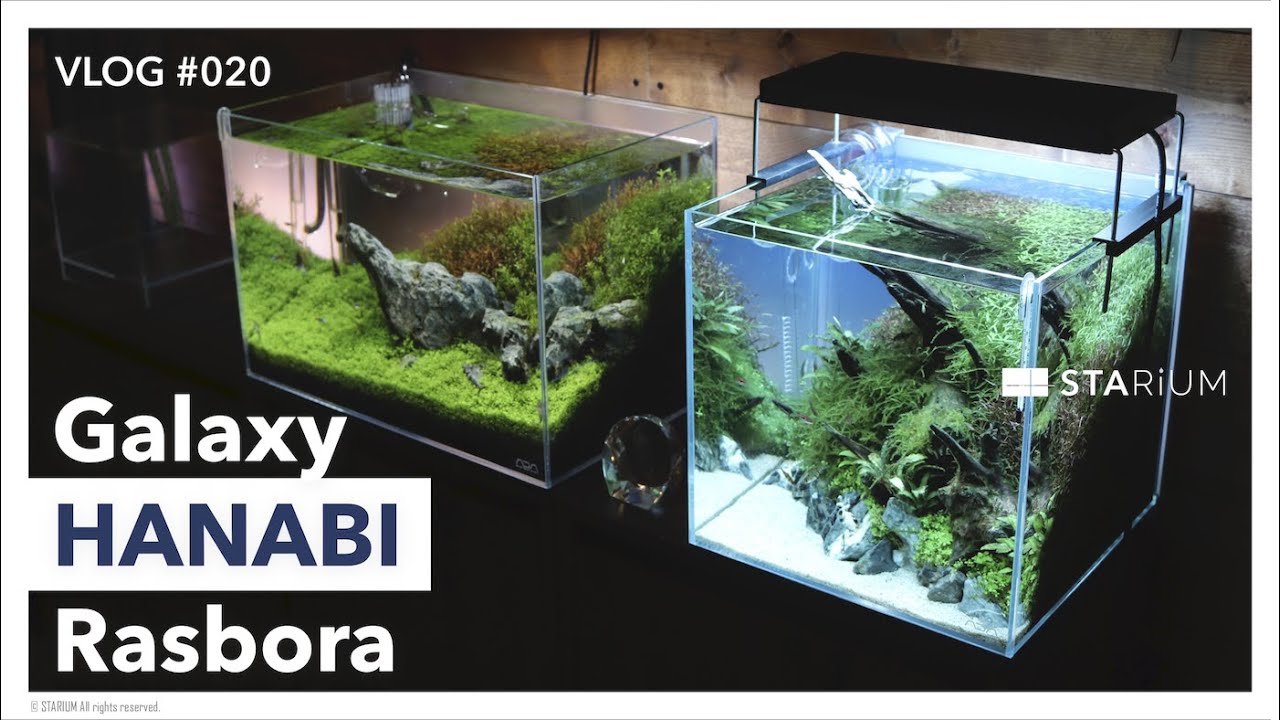 【アクアリウム】ラスボラ・ハナビが可愛すぎる！小型美魚の世界/ADA 30cm水槽 生体導入編 Part4 /vlog #020
