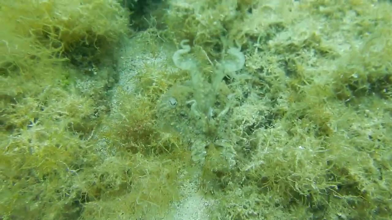 Common cuttlefish - sepia officinalis - found near the island of cres croatia