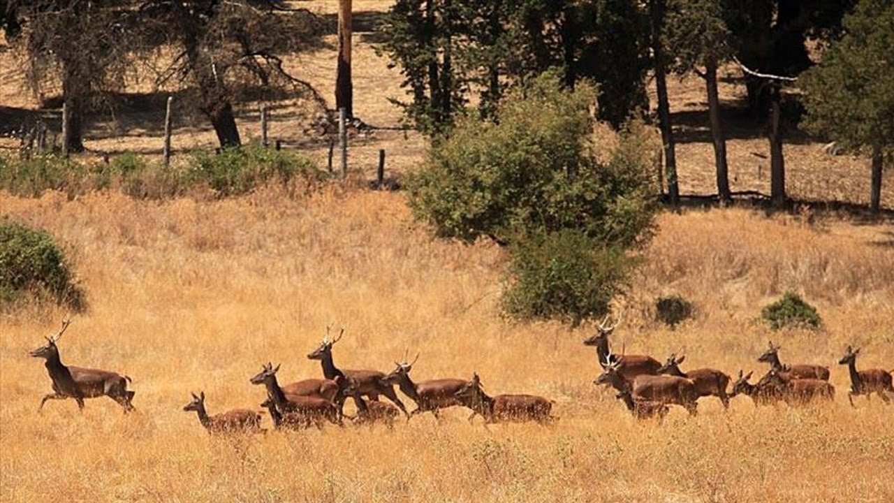 شريط تربوي حــول ( الحديقة الوطنيــة بالفائجـــــة - ولايــة جندوبـــة )