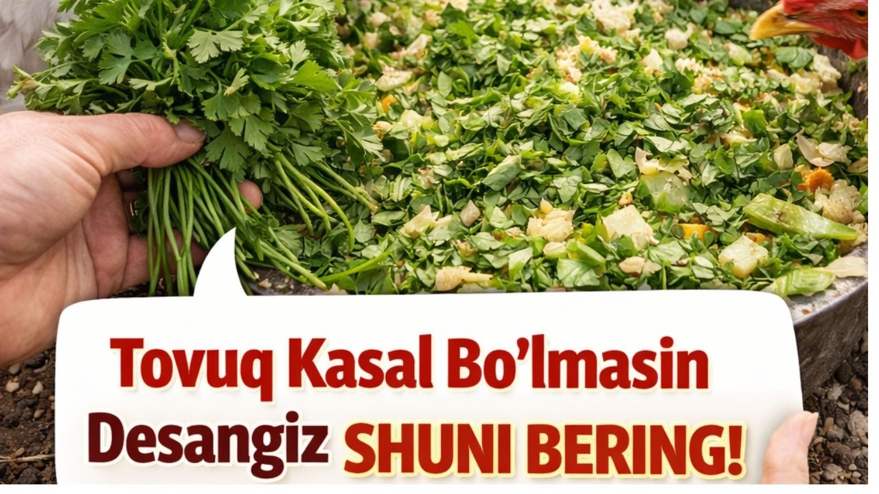 Tovuq Kasal Bo‘lmasin Desangiz, Shuni Bering! 🐔🥬