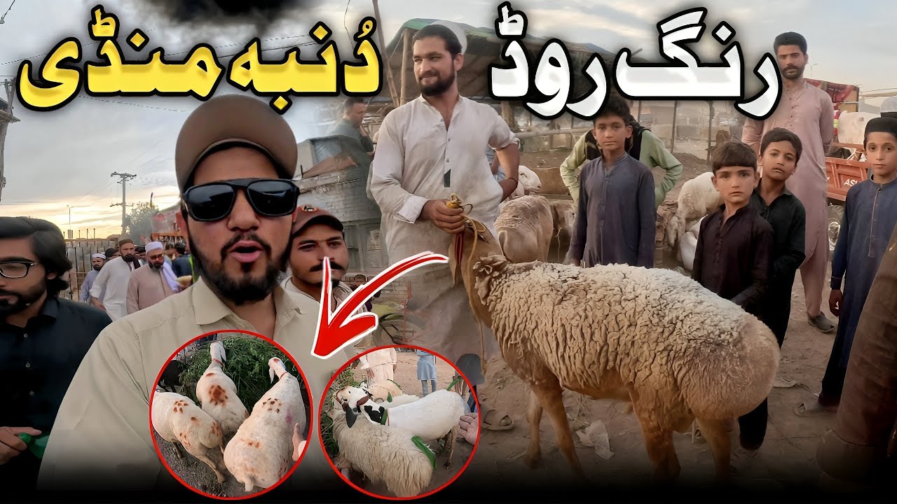 Peshawar Ring Road Dumba And Bakra Mandi Vlog|Hammadkhan Vlogs|