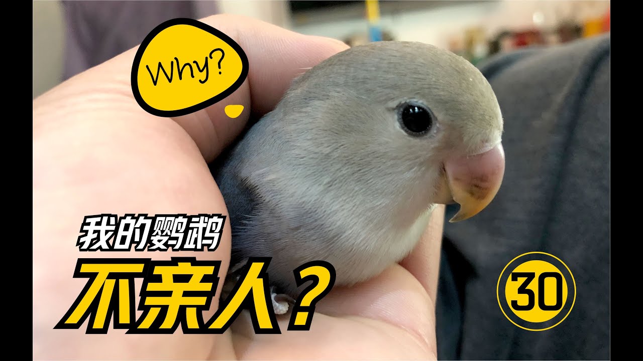 乖巧大眼仔的诞生！【#30】手养鹦鹉【幼儿期】鹦鹉不亲人的原因 | 鹦鹉饲养 |  鹦鹉训练 |