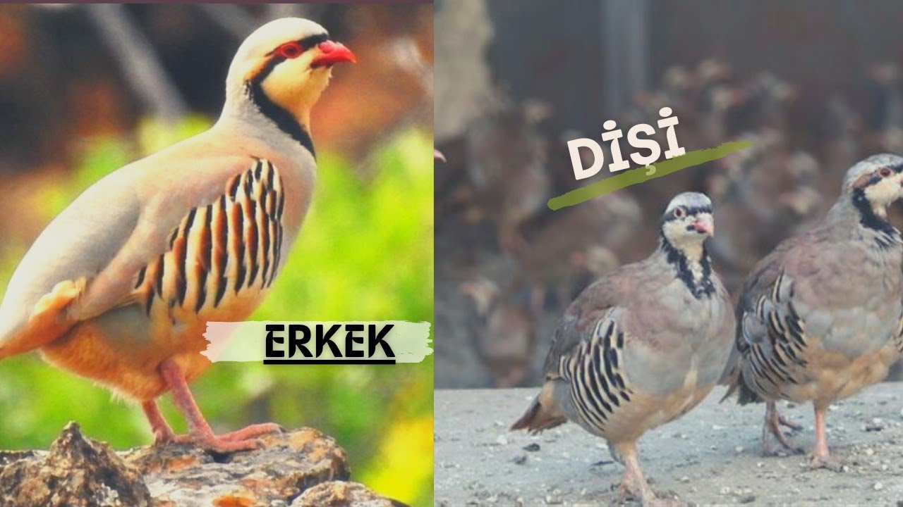 4 BASİT YÖNTEM| Kekliklerde Cinsiyet Ayrımı - Kınalı Kekliklerde Dişi Erkek Ayrımı Nasıl Yapılır