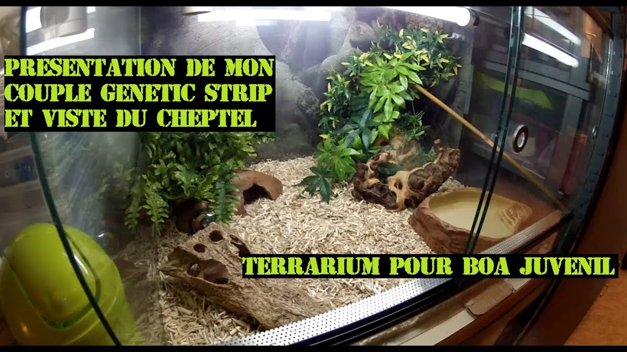 Présentation couple Python Regius Genetic Stripe / Terrarium boa juvénile et infos divers .