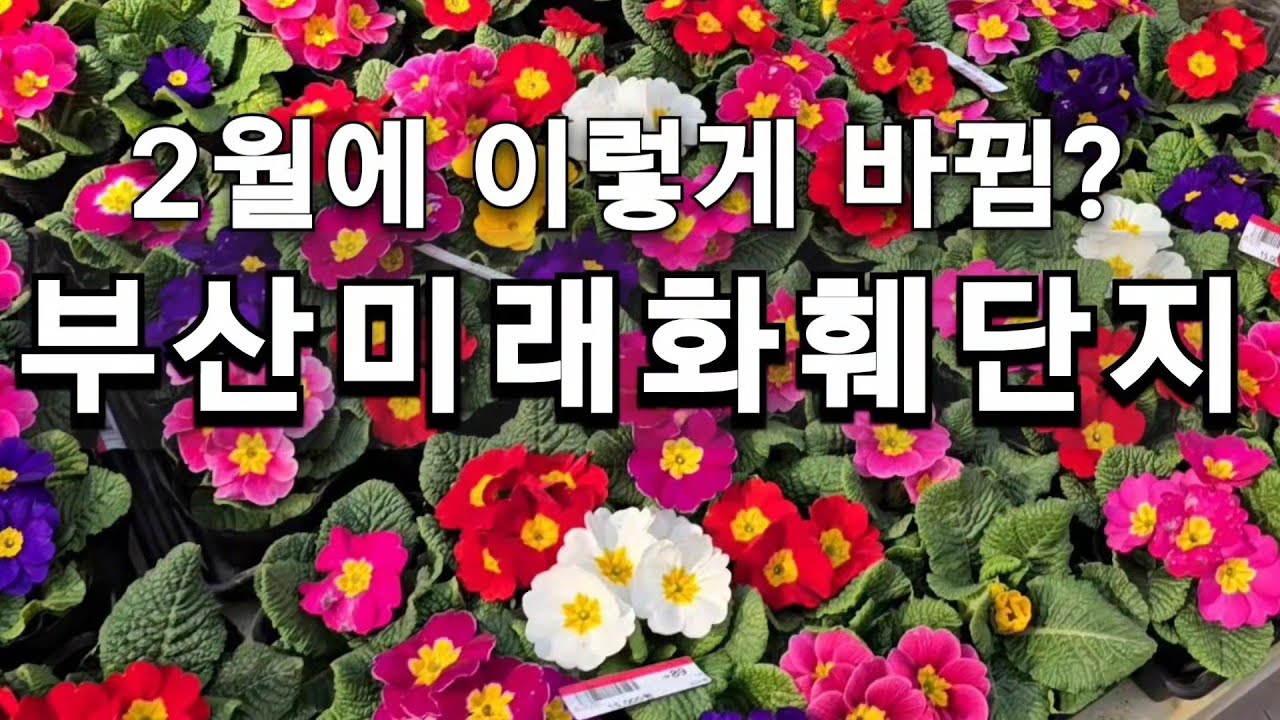 부산 미래화훼단지 2월 분위기🌿(고화질 재업)
