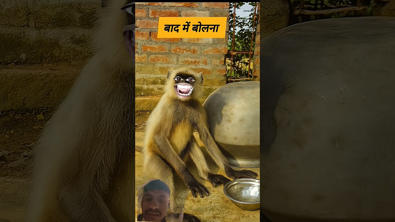 #monkey