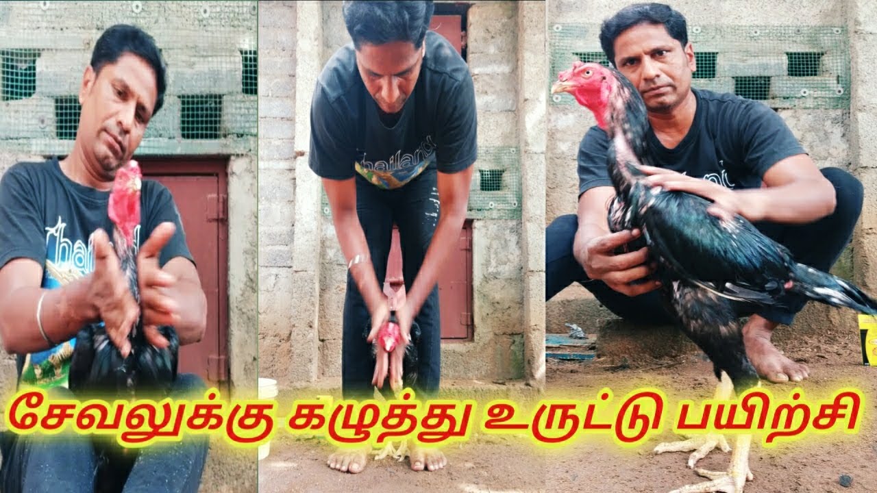 சேவலுக்கு கழுத்து உருட்டும் பயிற்சி...