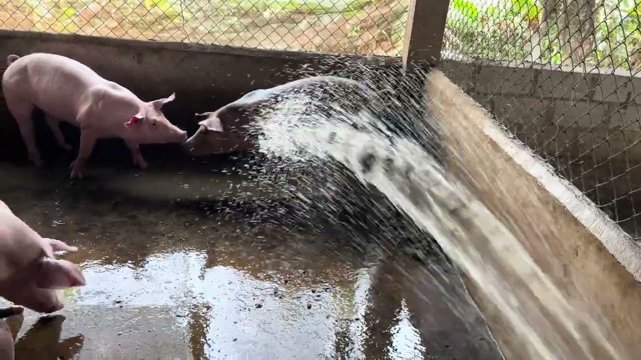 Pig Farming:After Eating Spread To Pigs#pig #pigfood #pigfood #piggy #piggyroblox #pigdiet 