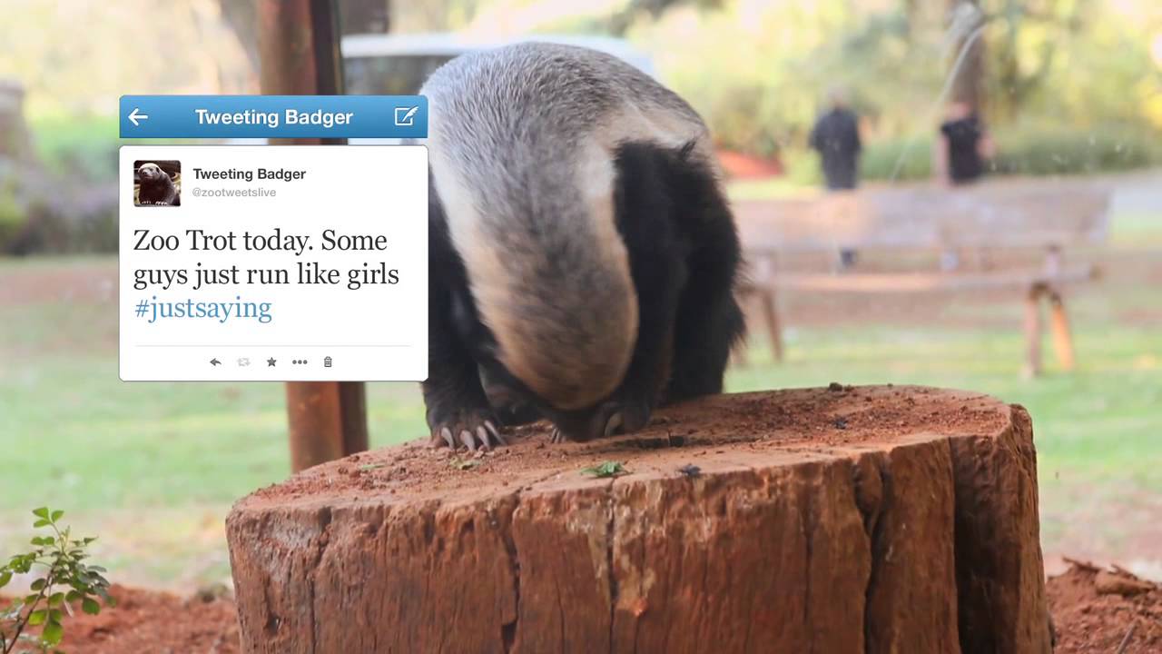 Loeries2013, Bronze, Single Medium, Hello Computer / Draftfcb, JHB Zoo, Worlds 1st tweeting badger