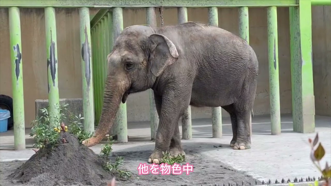 2024年4月29日　テルちゃんの砂場に砂いれボランティアを実施しました。