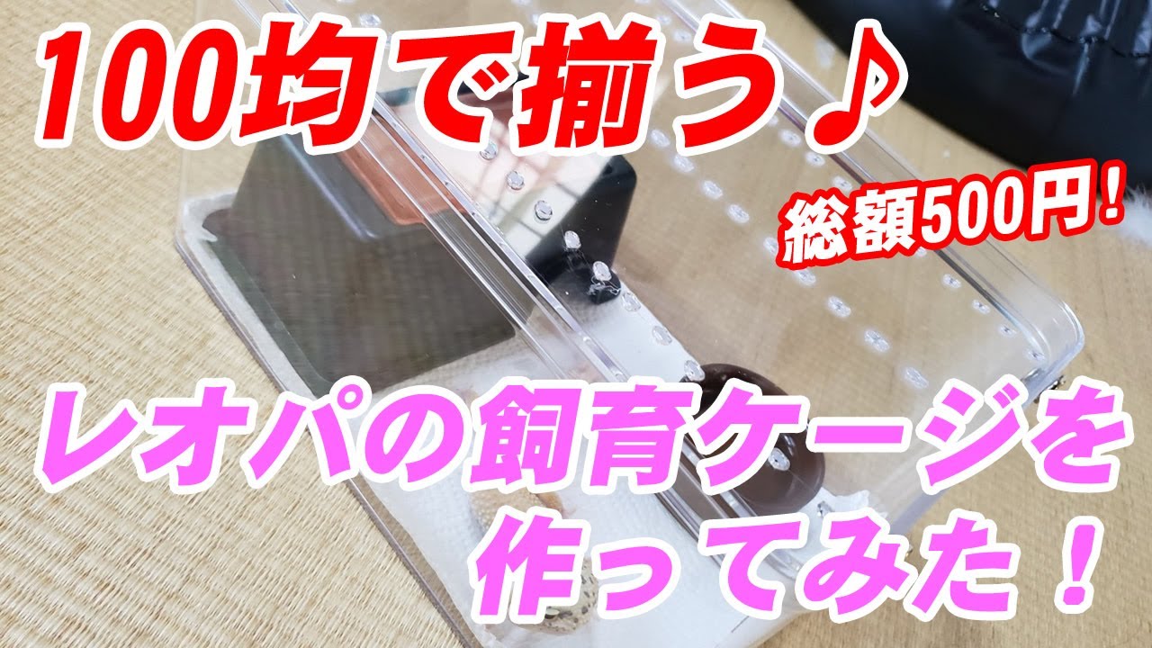 100均でレオパの飼育ケージを作ってみた！なんと総額500円!?