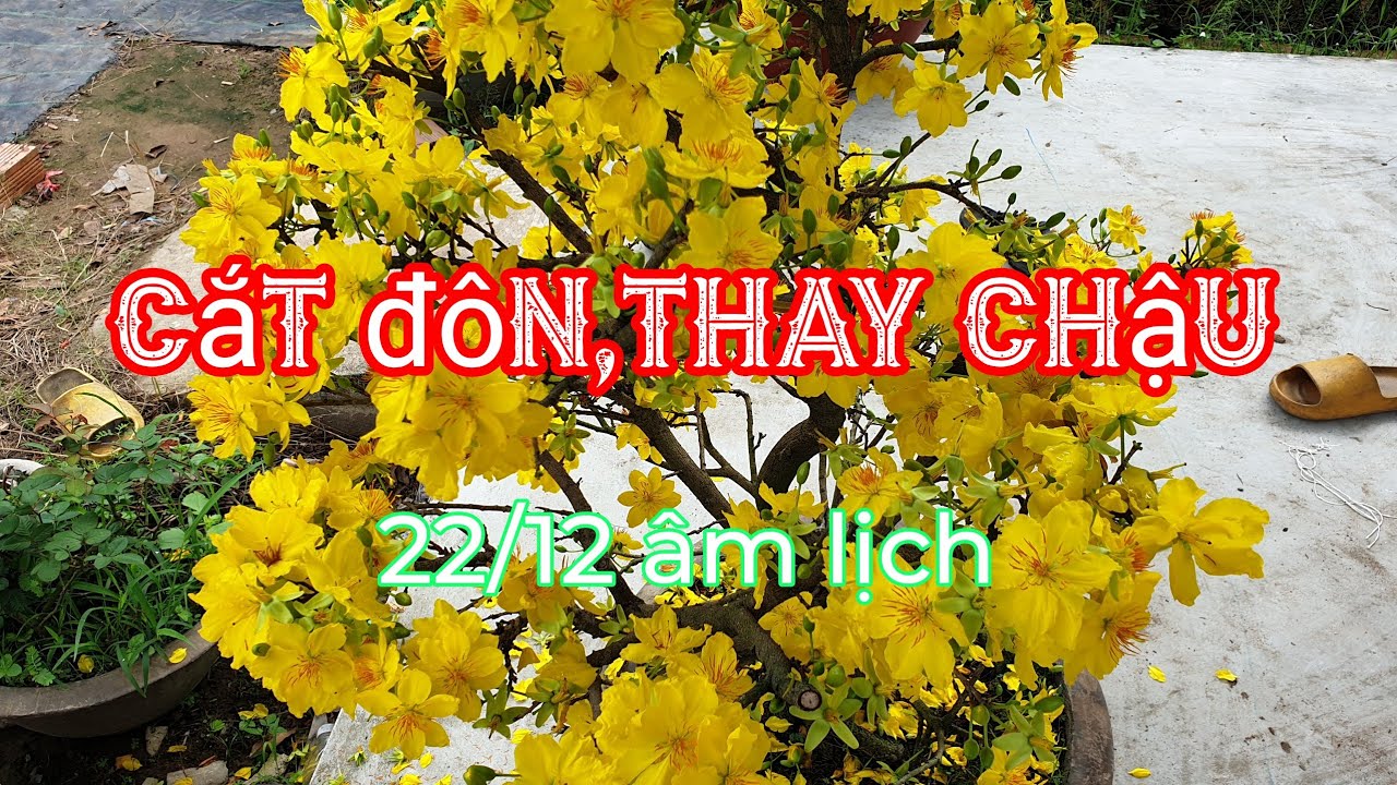 Cắt đôn,thay chậu cho mai sau khi chơi Tết,mai không chơi Tết 22/12 âm lịch