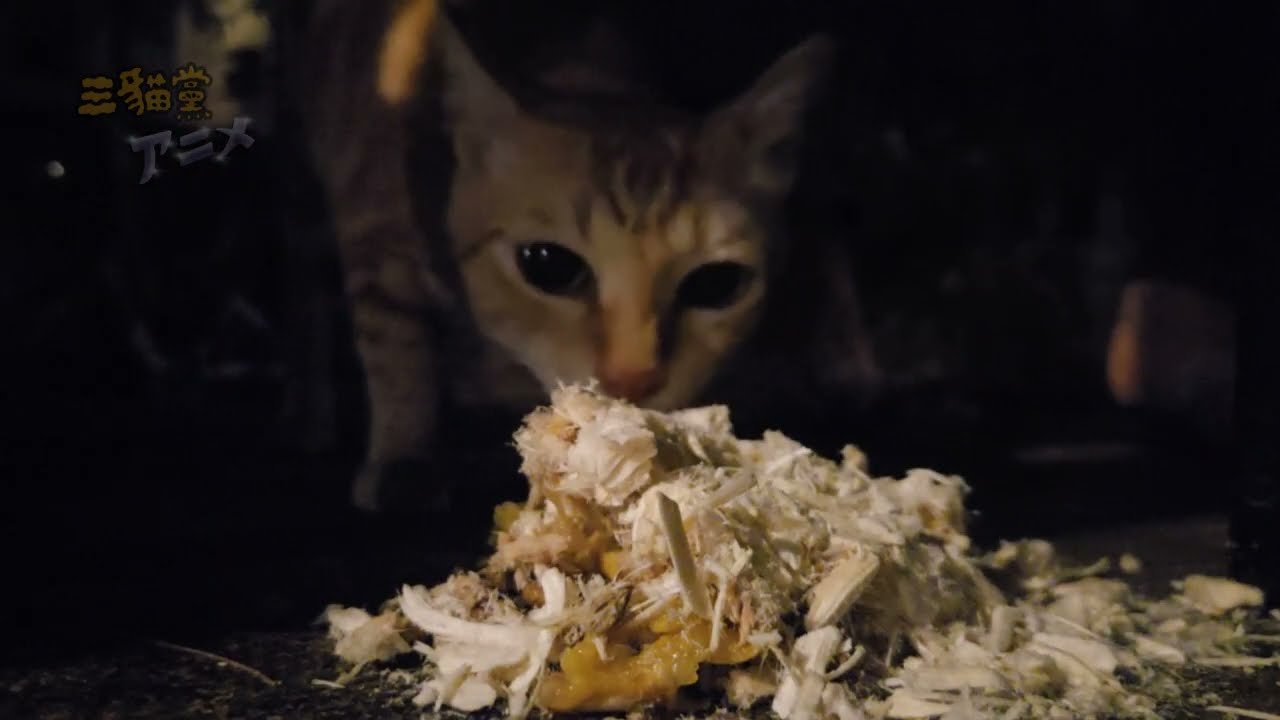 Feed freal cats  ASMR | 7-100326 |  White Noise for Sleep & Relaxation