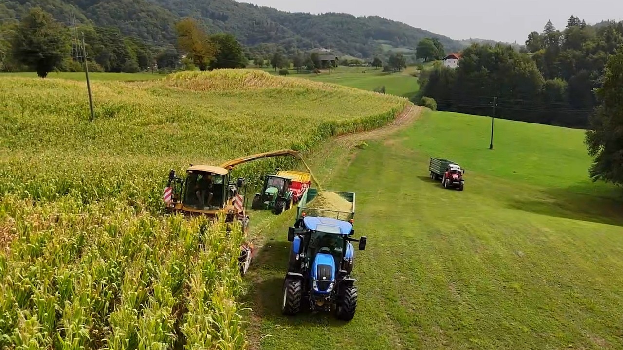 Corn Silage on a Small Dairy Farm 🌽