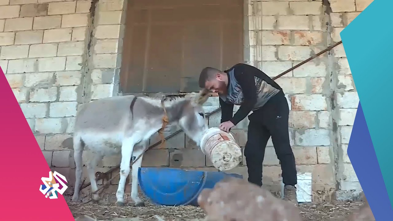 لبنان .. طالب جامعي ينشئ مزرعة لإنتاج حليب الحمير │ صباح النور
