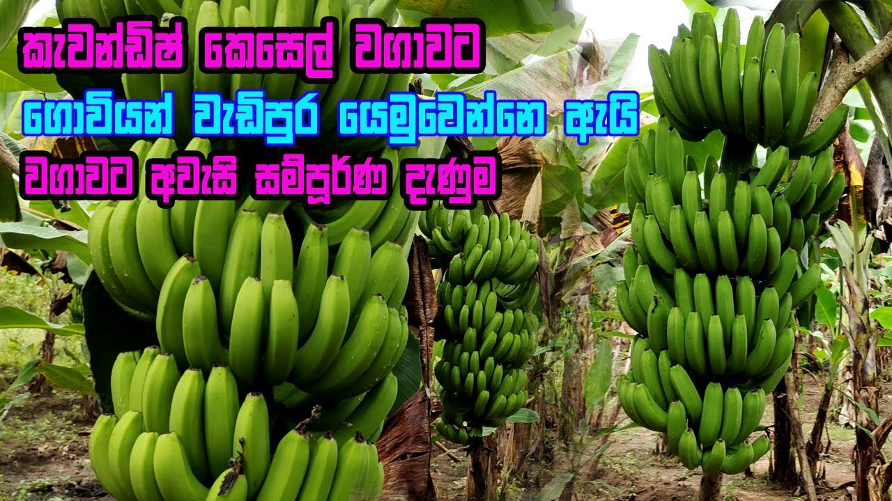 සාර්ථක කැවැන්ඩිස් කෙසෙල් වගාවකට අවශ්‍ය මූලික දැනුම | kawandish wagawa | cavendish banana sri lanka