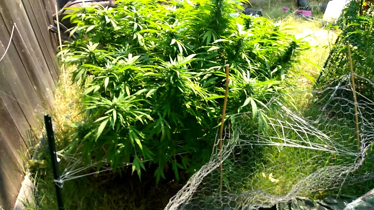 Week 4 kens cut GDP. Orangatang. Outdoor
