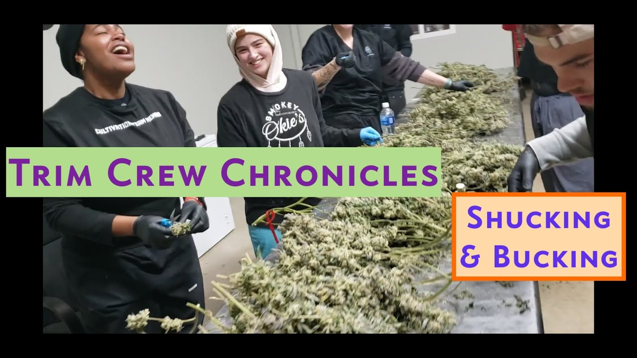 Trim Crew Chronicles: Shucking and Bucking