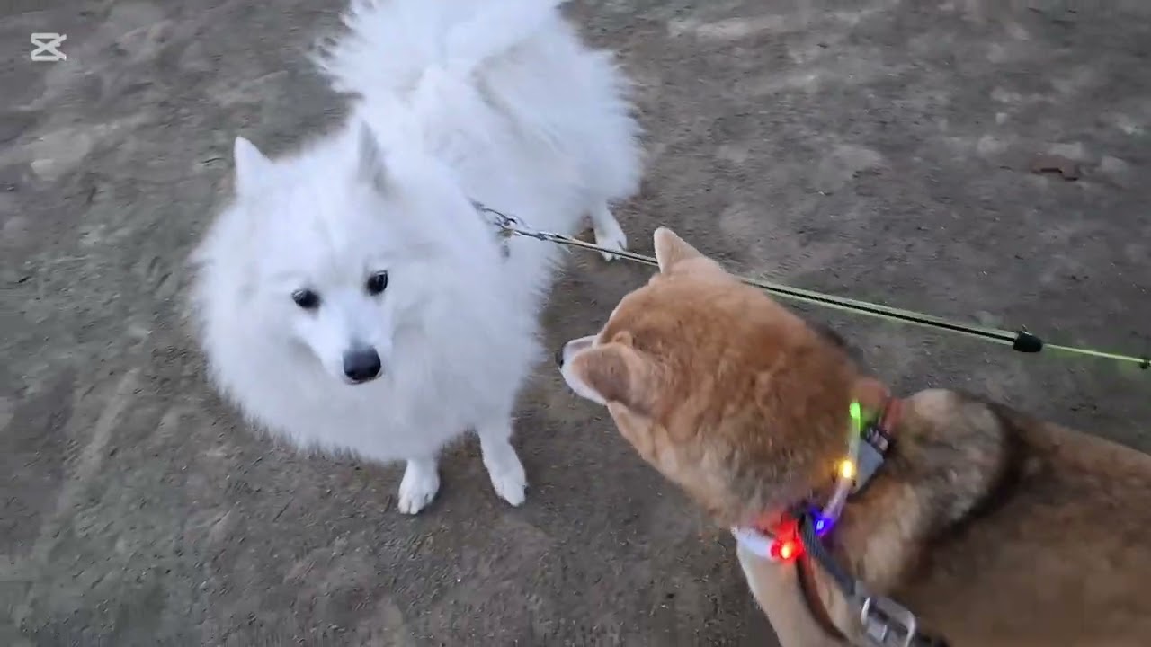今日の散歩はお友達中々会えなかったけど、それでも姉妹で楽しくしてました🐕🐶❤#柴犬#柴プー#可愛い犬#千葉県船橋市お散歩