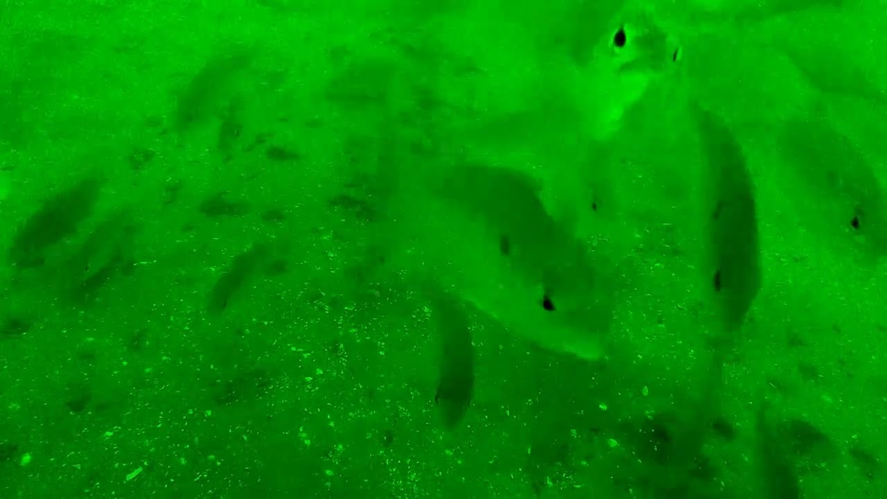 Ever Wonder What Happens to Your Bait at the Bottom? #fishing #lifeisbutadream