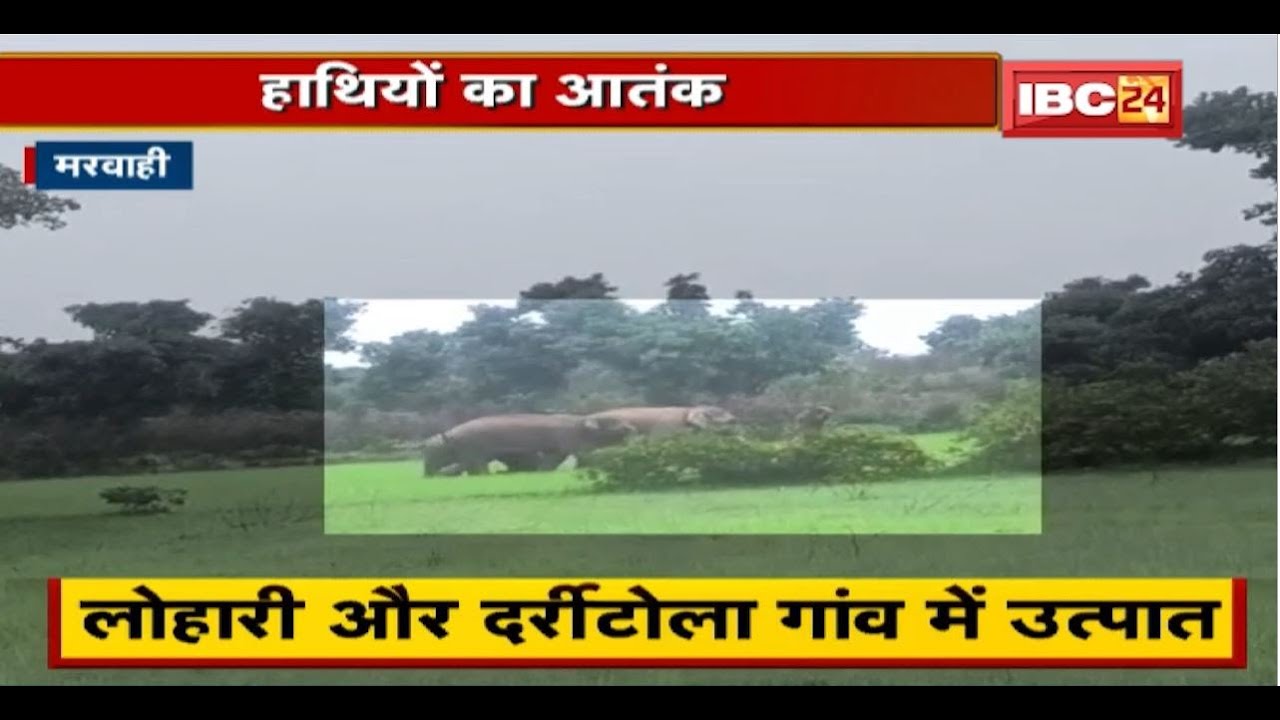 Marwahi में हाथियों का आतंक। जान जोखिम में डाल लोग खुद हाथियों को खदेड़ रहे