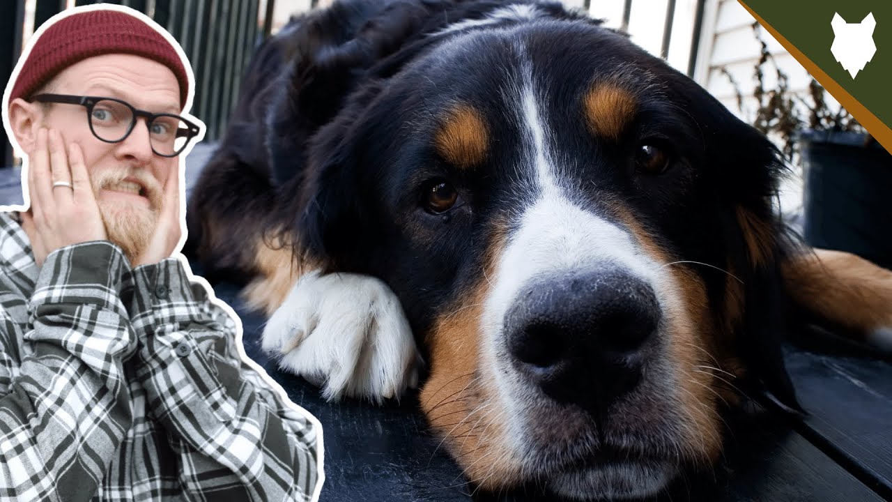 NEVER LET YOUR BERNESE MOUNTAIN DOG EAT THIS!!!!