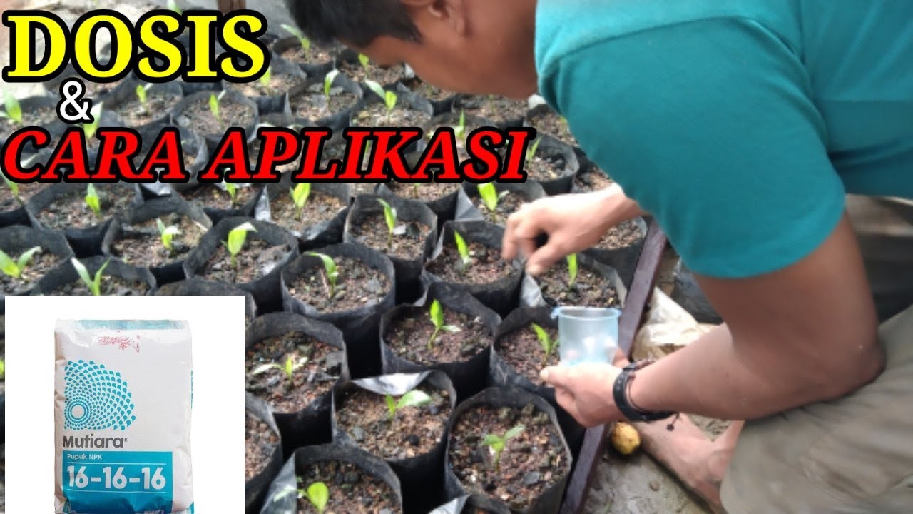 PEMUPUKAN BIBIT SAWIT UMUR 1 BULANAN MENGGUNAKAN NPK MUTIARA 16 16 16|| HATI-HATI JGN SAMPAI SALAH||