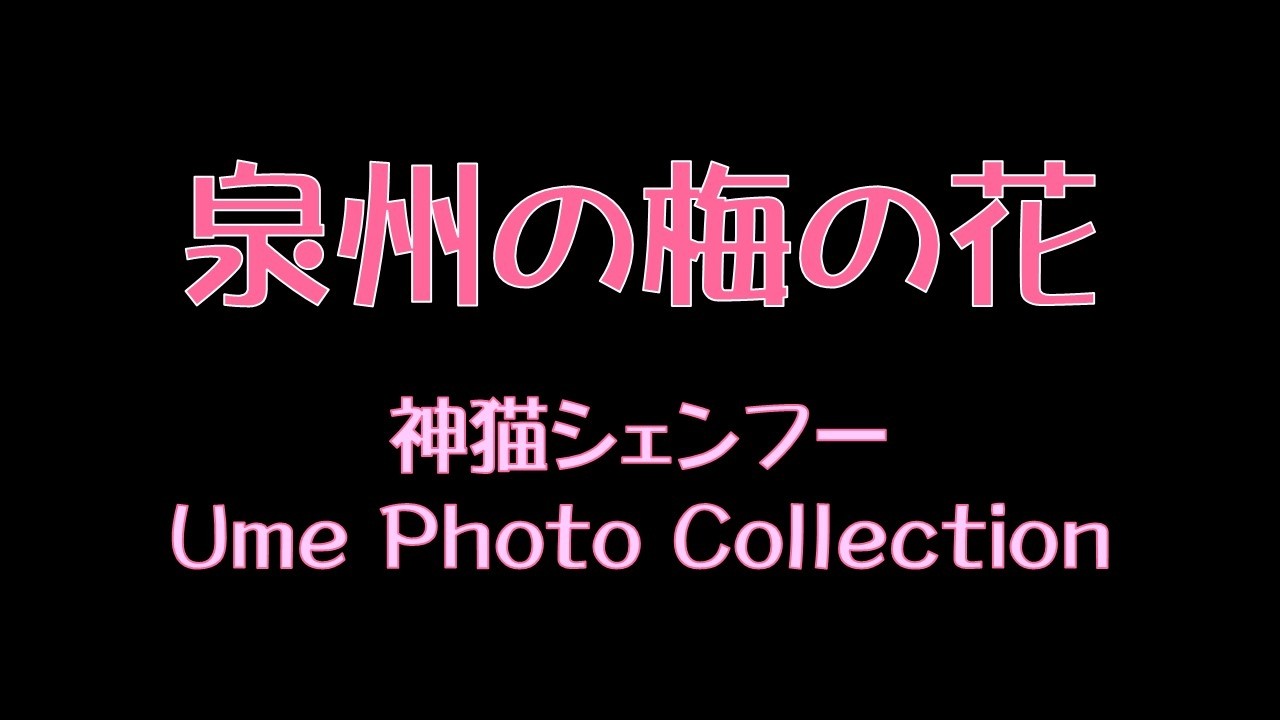 泉州の梅の花　神猫シェンフー　Ume Photo Collection