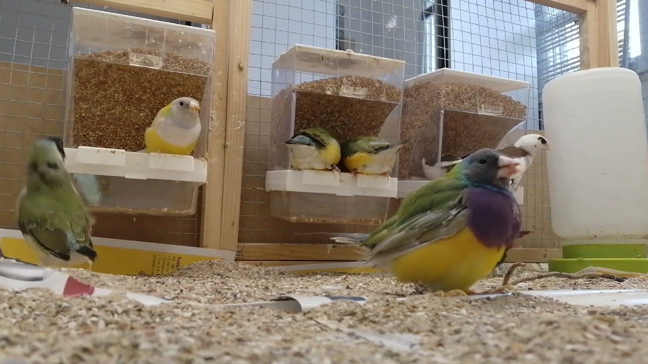 #volière, #moineaux, #goulds, 10 minutes avec mes oiseaux dans la volière intérieure