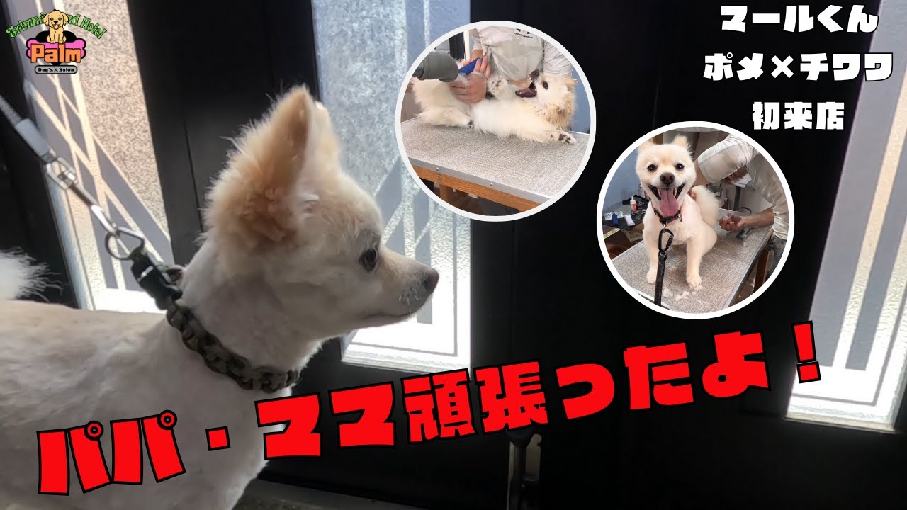 他店でトリミング中にトリマーさんに噛みついてしまったポメラニアンとチワワのミックスをトリミング！！