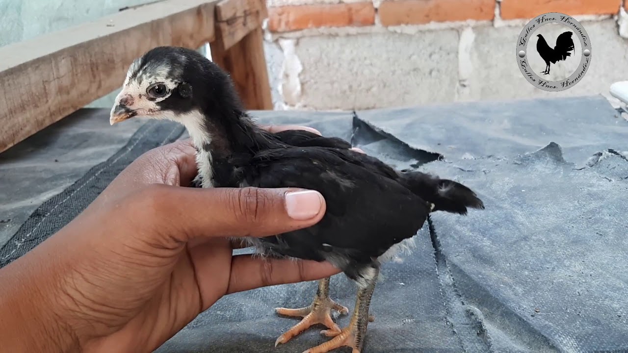 Infusion de Gallos Asiles