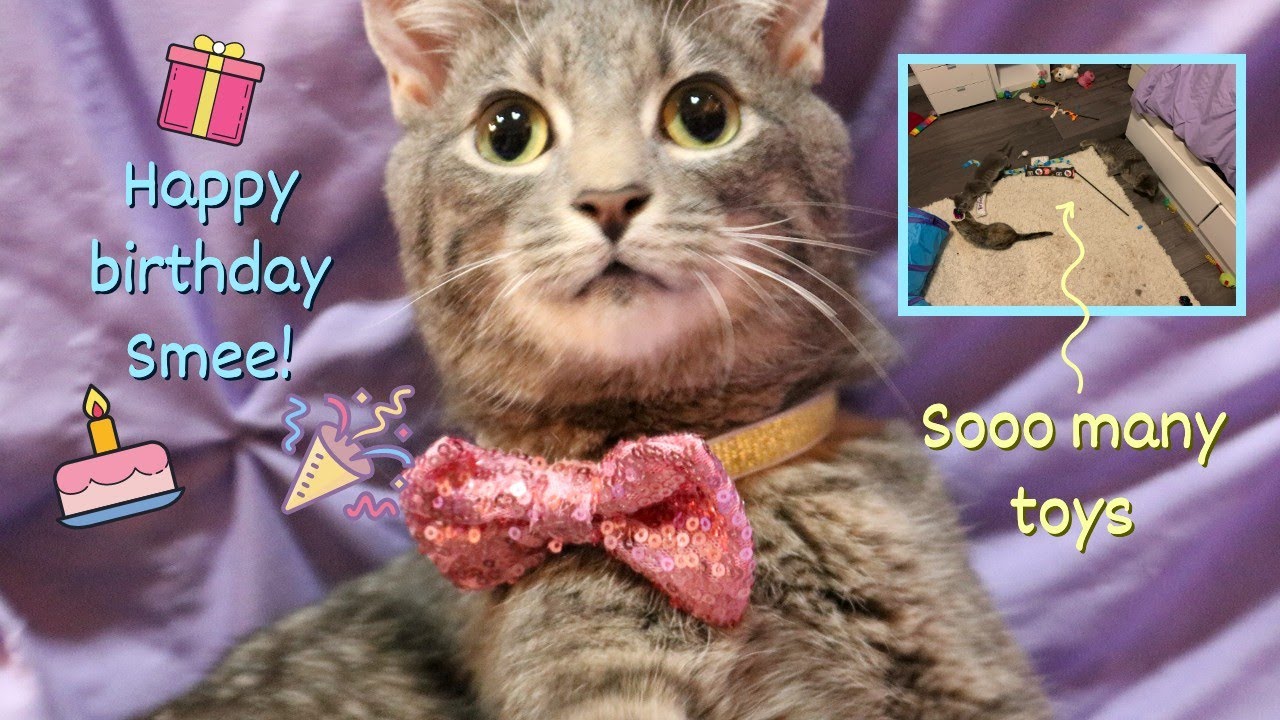 BIRTHDAY PARTY for My Cat with Cerebellar Hypoplasia // my foster fail turned 1 and got presents!