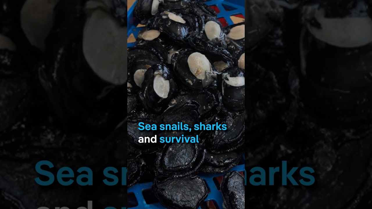 Abalone, sharks and survival | DW Documentary