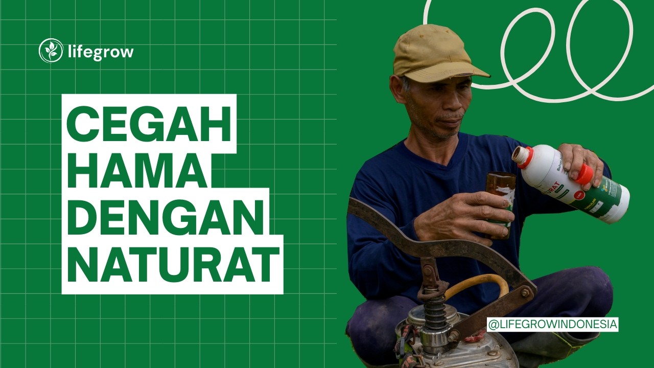 CEGAH HAMA DENGN NATURAT