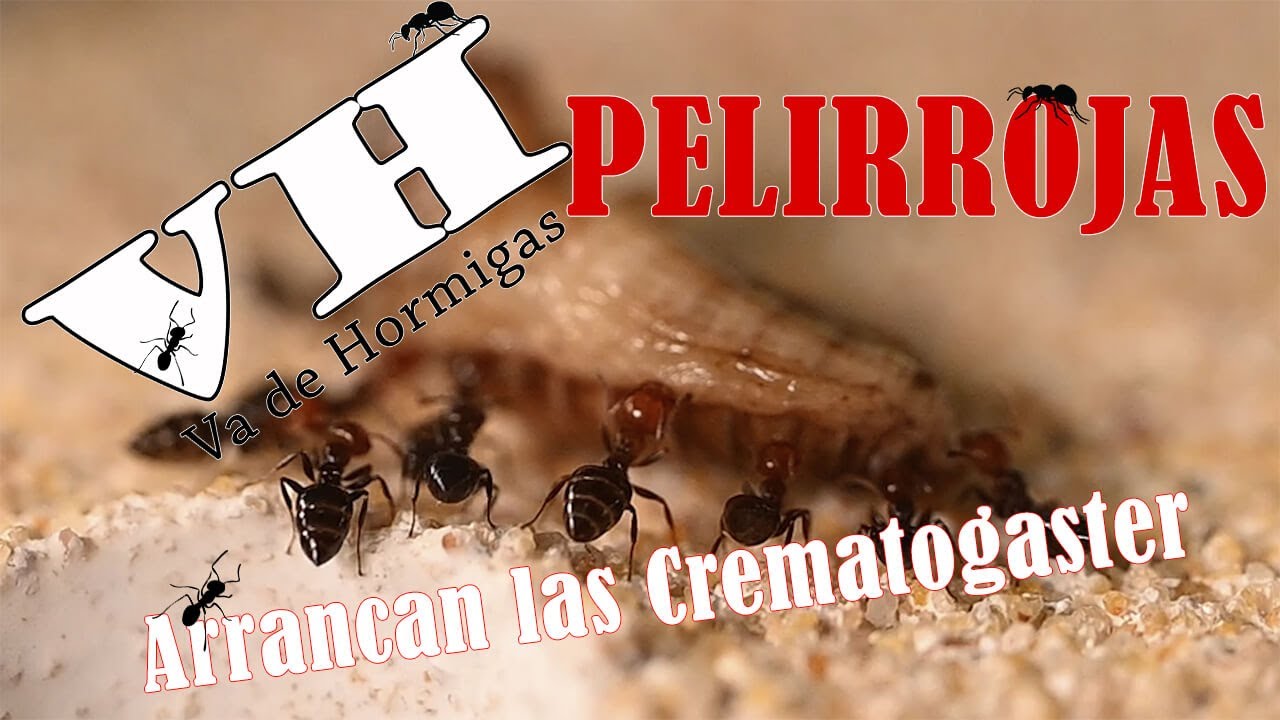 Avance de colonia | Crematogaster Scutellaris
