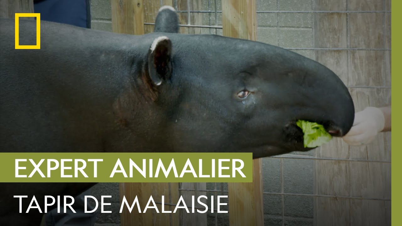 Ce tapir de Malaisie n'arrive plus à marcher correctement | AU CŒUR DU ZOO : TAMPA