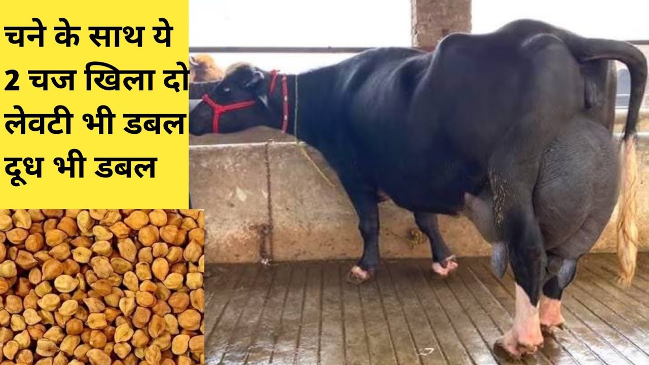 चने के साथ ये 2 चीज खिला दो- अड़र भी दोगुना होगा दूध भी दोगुना । udder kaise badhaye | DRx vetcare