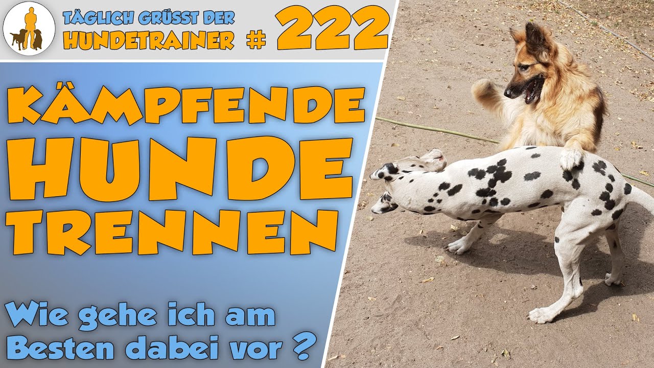Kämpfende Hunde trennen - Ohne dabei von einem Hund Gebissen oder Verletzt zu werden? 🦴- TGH 222